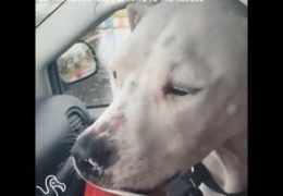 Pit Bull Abandoned In Yard Transformed By Love