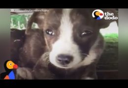 Scared Puppy Found Alone Now Has Many Friends