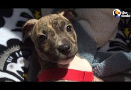 Abandoned Pit Bull Puppy Beats All Odds To Survive