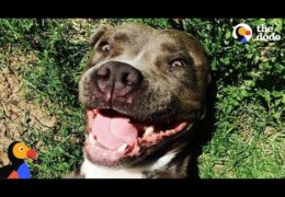 Pit Bull Named Zombie Left For Dead Finds Happiness