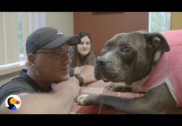 Pit Bull Shot In The Face Is So Happy With Her New Life