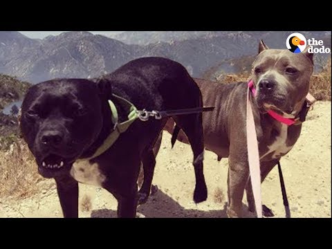 Pit Bull Rescued From Dog Fighting Loves His Sister More Than Anything