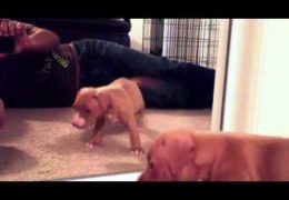 Cute Pit Bull Puppy Encounters Mirror For First Time