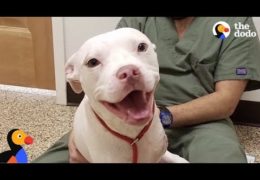 Pit Bull Smiles Through Cancer Treatment