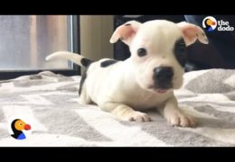 Sweet Pit Bull Puppy With Brain Disorder Living His Very Best Life