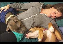 Anxious Rescued Pit Bull Gets The Perfect Brother