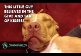 Here’s Proof Pit Bulls Are Lovers Not Fighters