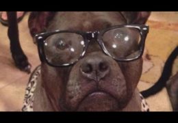 Nearly Blind Pit Bull Gets Her Spunk Back After Getting Contact Lenses