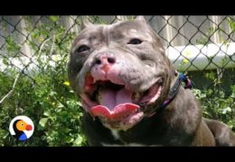 Pit Bull Found With Missing Lip Gets The Perfect Family
