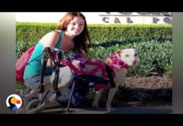 Paralyzed Pit Bull Finds Mom Who Will Not Give Up On Her