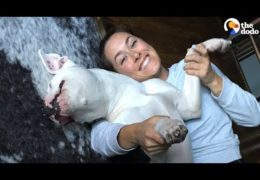 Pit Bull With Broken Legs Has The Best Foster Mom