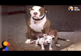 Rescue Pit Bull Is The Best Foster Dad To Puppies