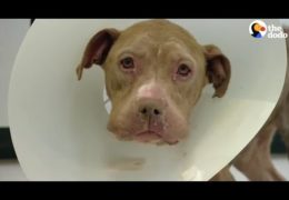 Starving Pit Bull With Pneumonia Beats All Odds