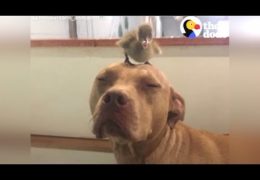 Pit Bull Takes Care Of All His Friends At Freedom Farm
