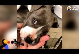Pit Bull Puppy Astonishes His Foster Mom In The Most Incredible Way