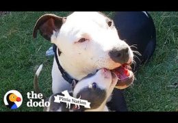Deaf Rescued Pit Bull Is In Love With Very Small Puppies