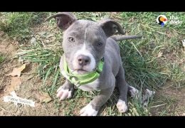 Pit Bull Puppy Makes Her Mind Up To Do The Impossible