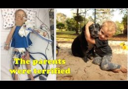 Two Year Old Boy On Brink Of Death – Staffordshire Terrier Does Something Miraculous