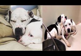Abandoned Pit Bulls At Shelter Can’t Live Without Each Other
