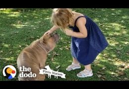 Old And Sick Shelter Pit Bull Captures Two Year Old Girl’s Heart