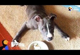 Pit Bull Puppy Is True Inspiration