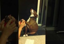 Overdramatic Pit Bull Pretends To Faint Whenever Mom Attempts To Trim Her Nails
