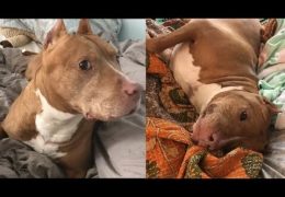 Willie The Pit Bull’s Rescue Story Is So Heartwarming