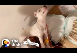 Pit Bull Puppy Who Was Unable To Move Runs To Her Favorite Person