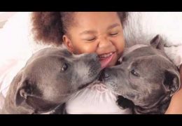 Things To Be Familiar With Before Becoming A Staffy Or Bully Breed Owner